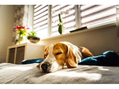 Köpeğiniz Var Diye Eviniz Kötü Kokmasın! Temizliğin Altın Kuralları